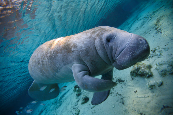 8 Ways Floridian Boaters Can Protect Manatees From Boat Strikes